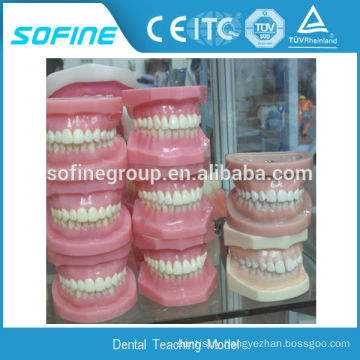 Plastic Dental Tooth Model